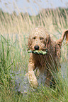 spielender Goldendoodle