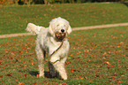 spielender Goldendoodle