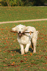 spielender Goldendoodle