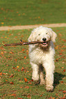 spielender Goldendoodle