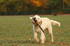 spielender Goldendoodle