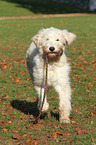 spielender Goldendoodle