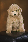 Goldendoodle Welpe