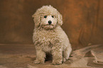 Goldendoodle Welpe