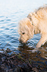 trinkender Goldendoodle