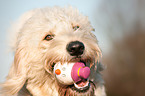 Goldendoodle Portrait