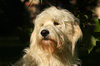 Goldendoodle Portrait