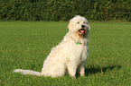 sitzender Goldendoodle