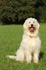 sitzender Goldendoodle