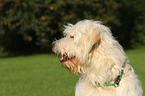 Goldendoodle Portrait