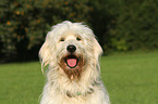 Goldendoodle Portrait