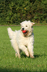 spielender Goldendoodle