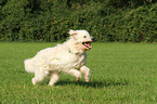 rennender Goldendoodle