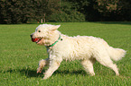 spielender Goldendoodle