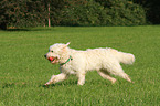 spielender Goldendoodle