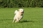 rennender Goldendoodle