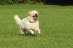 rennender Goldendoodle