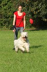 spielender Goldendoodle