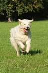 rennender Goldendoodle