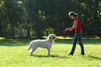 Frau und Goldendoodle