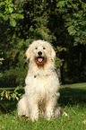 sitzender Goldendoodle