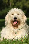 liegender Goldendoodle