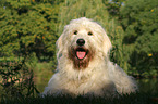 liegender Goldendoodle