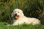 liegender Goldendoodle