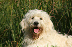 Goldendoodle Portrait