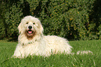 liegender Goldendoodle