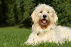 liegender Goldendoodle