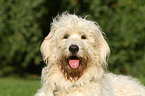 Goldendoodle Portrait