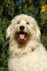 Goldendoodle Portrait