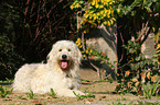 liegender Goldendoodle