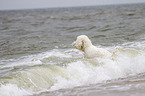 Goldendoodle im Wasser