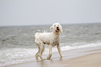 rennender Goldendoodle