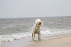 Goldendoodle schttelt sich