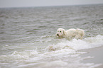 Goldendoodle im Wasser