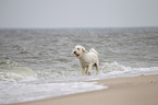 Goldendoodle im Wasser