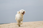 rennender Goldendoodle