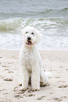 sitzender Goldendoodle