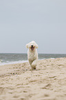 rennender Goldendoodle