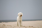 Goldendoodle