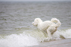 Goldendoodle im Wasser