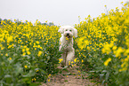 Goldendoodle im Raps