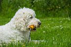 liegender Goldendoodle