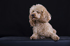 Goldendoodle vor schwarzem Hintergrund