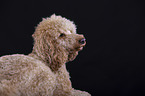 Goldendoodle vor schwarzem Hintergrund