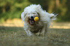 rennender Goldendoodle