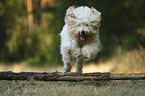 rennender Goldendoodle